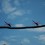 Dragonfly dreams