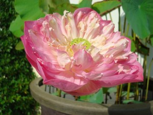 Lotus flower